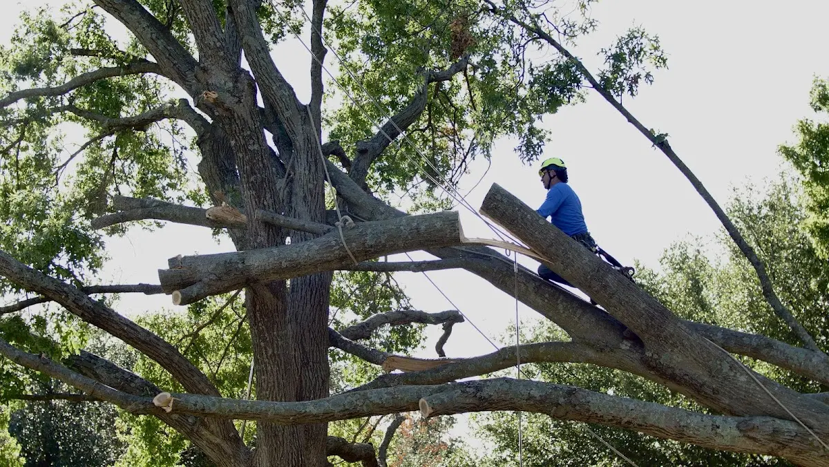 Professional Hazardous Tree Removal performed by certified arborists in Guthrie